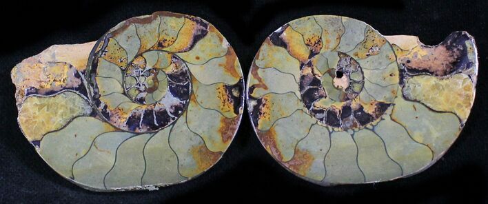 Iron Replaced Ammonite Fossil Pair #27462
